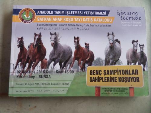 Safkan Arap Koşu Tayı Satış Kataloğu