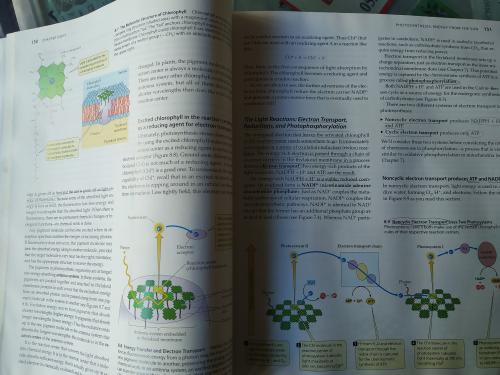 Life The Science Of Biology Purves
