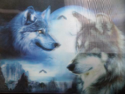 3 Boyutlu Hareketli Resim / Kurt